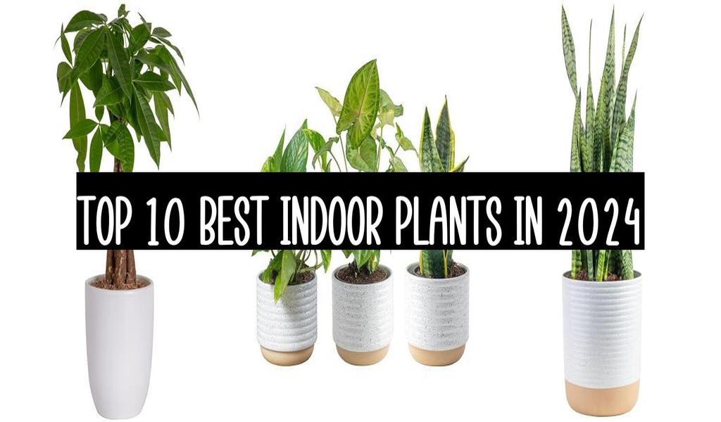 Top 10 Best Indoor Plants In 2024